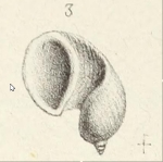 Fossarus fischeri de Laubrière, 1881, original figure pl. 8 fig. 4
