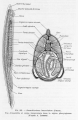 Cephalochordata (lancelets)