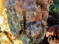 Barred shrimp Heptacarpus pugettensis