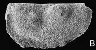 Holotype of Parabolbinella coeni Casier, Devleeschouwer, Petitclerc & Préat, 2011