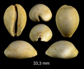 Miolyncina subovum (A. d'Orbigny, 1852)