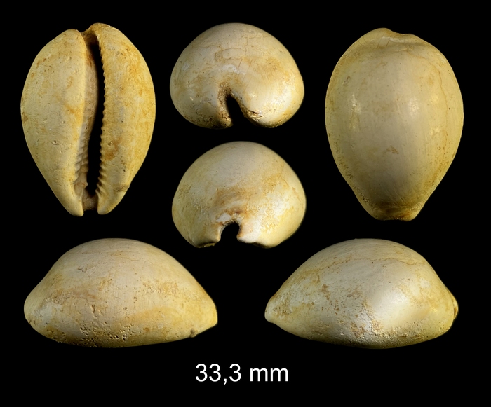 Miolyncina subovum (A. d'Orbigny, 1852) Miolyncina subovum (A. d'Orbigny, 1852)