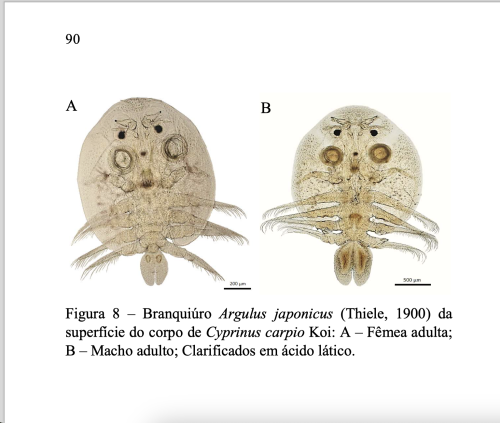 Argulus japonicus