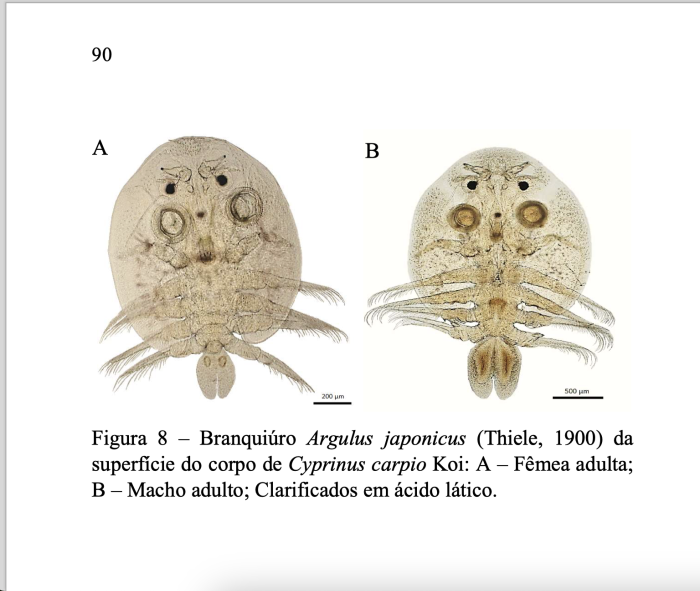 Argulus japonicus Argulus japonicus