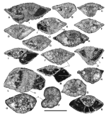 Rotalia baetica Vicedo & Robles-Salcedo, 2022