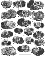 Suturina minima Vicedo & Robles-Salcedo, 2022