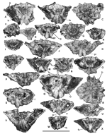 Neorotalia pinetensis Vicedo & Robles-Salcedo, 2022