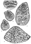 Montseciella alguerensis Cherchi & Schroeder, 1999