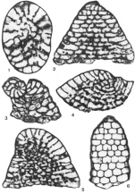 Montseciella glanensis (Foury, 1968)