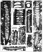 Coscinospira prima Schlagintweit, Rashidi & Kohkan, 2020