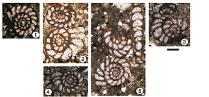 Coscinospira sivasensis Sirel & Özgen-Erdem in Sirel, Özgen-Erdem & Kangal, 2013