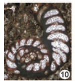 Coscinospira elongata Sirel & Özgen-Erdem in Sirel, Özgen-Erdem & Kangal, 2013