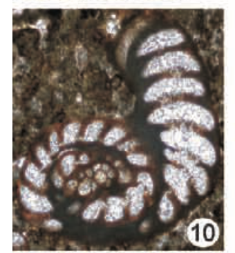 Coscinospira elongata Sirel & Özgen-Erdem in Sirel, Özgen-Erdem & Kangal, 2013