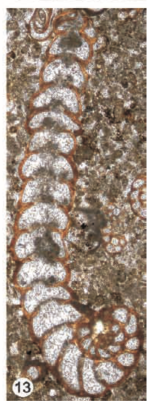 Coscinospira elongata Sirel & Özgen-Erdem in Sirel, Özgen-Erdem & Kangal, 2013