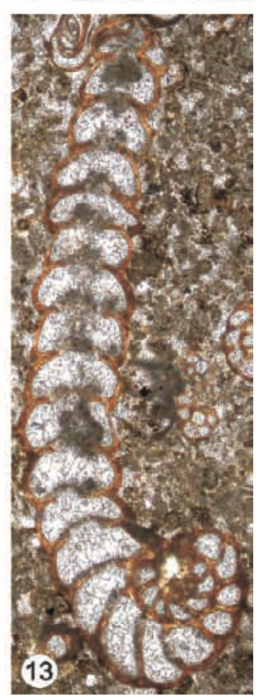 Coscinospira elongata Sirel & Özgen-Erdem in Sirel, Özgen-Erdem & Kangal, 2013