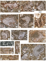 Peneroplis flabelliformis Sirel & Özgen-Erdem in Sirel, Özgen-Erdem & Kangal, 2013