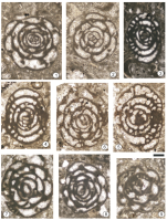Praebullalveolina oligocenica Sirel & Özgen-Erdem in Sirel, Özgen-Erdem & Kangal, 2013