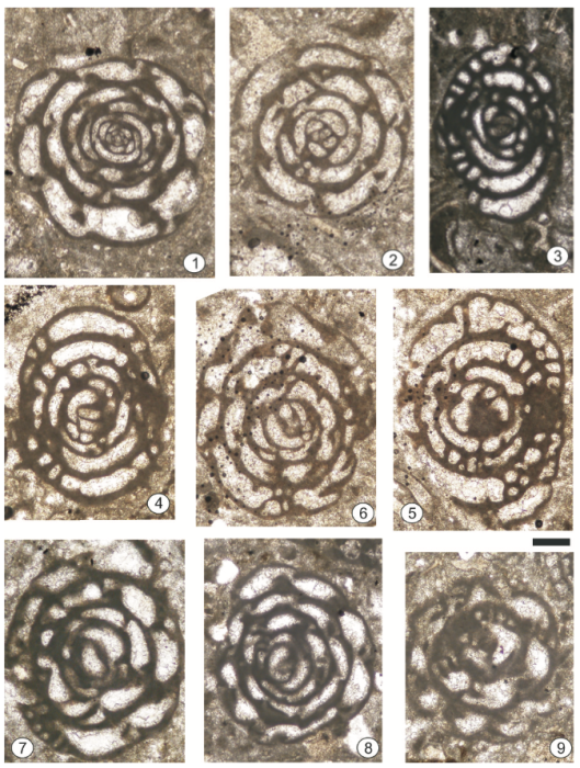 Praebullalveolina oligocenica Sirel & Özgen-Erdem in Sirel, Özgen-Erdem & Kangal, 2013