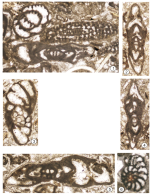 Sivasina egribucakensis Sirel & Özgen-Erdem in Sirel, Özgen-Erdem & Kangal, 2013