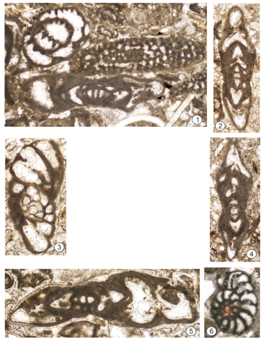 Sivasina egribucakensis Sirel & Özgen-Erdem in Sirel, Özgen-Erdem & Kangal, 2013