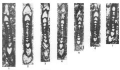 Elazigella altineri Sirel, 1999