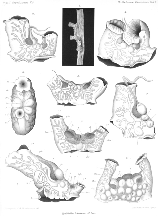 Plate from Mortensen, 1912 Plate from Mortensen, 1912