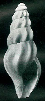 pseudosigmoidea pseudosigmoidea