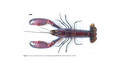 Cherax wagenknechtae