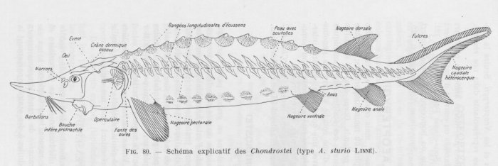 Poll (1947, fig. 080) Poll (1947, fig. 080)
