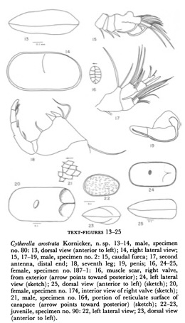Cytherella arostrata Kornicker, 1963 (illustrations from the original description)