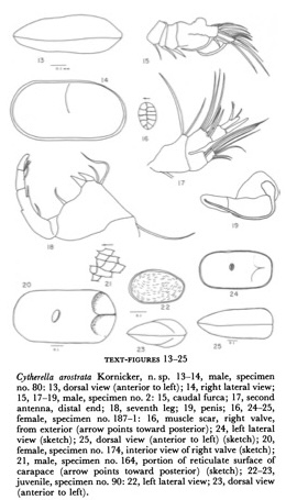 Cytherella arostrata Kornicker, 1963 (illustrations from the original description) Cytherella arostrata Kornicker, 1963 (illustrations from the original description)