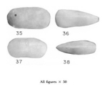 Caribbean Ostracoda