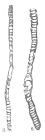 Peneroplis evolutus Henson, 1950