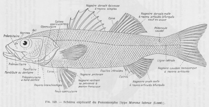 Poll (1947, fig. 149) Poll (1947, fig. 149)