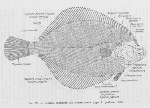 Poll (1947, fig. 238)