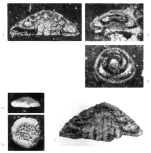 Neotrocholina valdensis Reichel, 1956