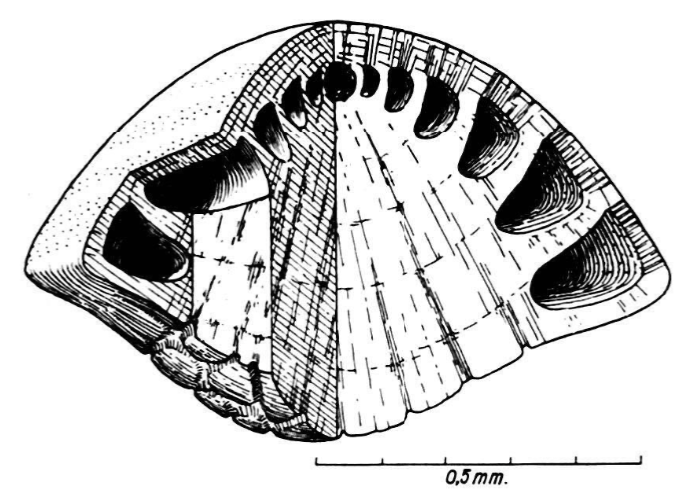 Neotrocholina friburgensis Guillaume & Reichel, 1957