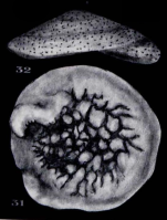 Neotrocholina sabbai Neagu, 1995