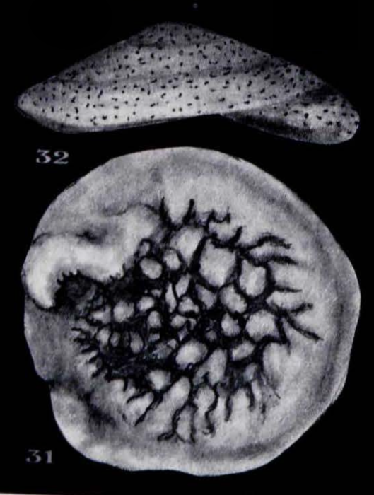 Neotrocholina sabbai Neagu, 1995 Neotrocholina sabbai Neagu, 1995