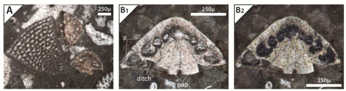 Neotrocholina theodori Rigaud, Schlagintweit & Bucur, 2018 Neotrocholina theodori Rigaud, Schlagintweit & Bucur, 2018