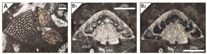 Neotrocholina theodori Rigaud, Schlagintweit & Bucur, 2018