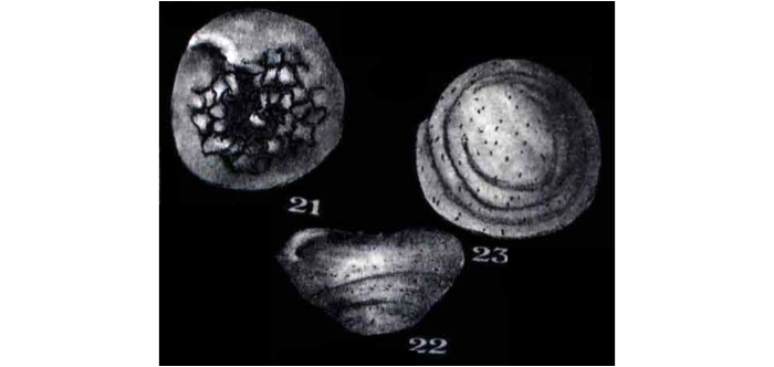 Trocholina scythica Neagu, 1995 Trocholina scythica Neagu, 1995