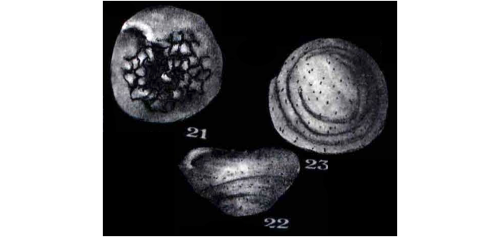 Trocholina scythica Neagu, 1995