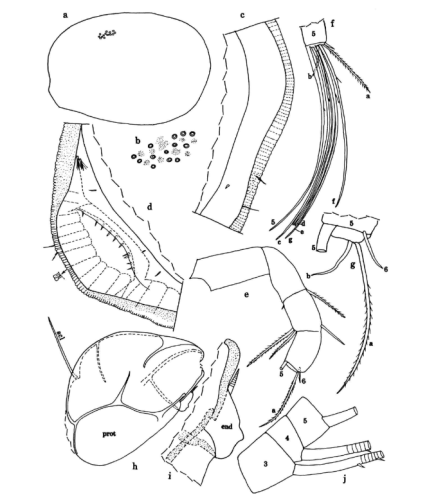 Junctichela pax Kornicker, Iliffe & Harrison-Nelson, 2002