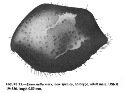 Eusarsiella merx Kornicker, Iliffe & Harrison-Nelson, 2002