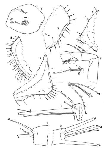 Eusarsiella merx Kornicker, Iliffe & Harrison-Nelson, 2002