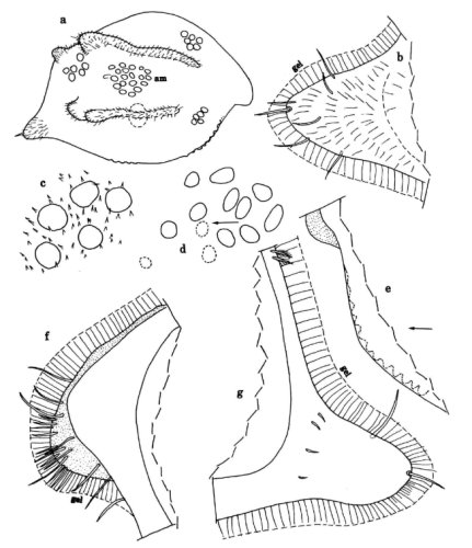 Eusarsiella warneri Kornicker, Iliffe & Harrison-Nelson, 2002