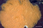 Eurypon scruposus