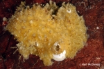 Hymedesmia (Hymedesmia) anvilensis