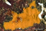 Clathria (Microciona) aquaradiata
